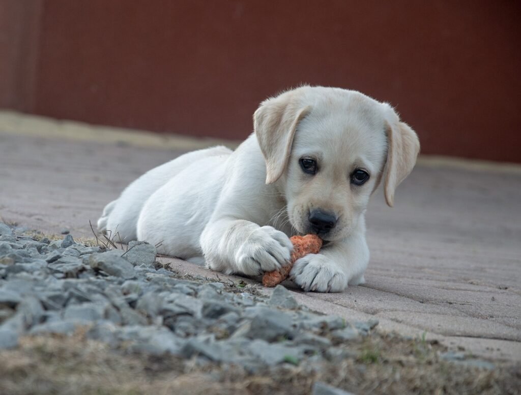 dog, pet, carrot-4203732.jpg