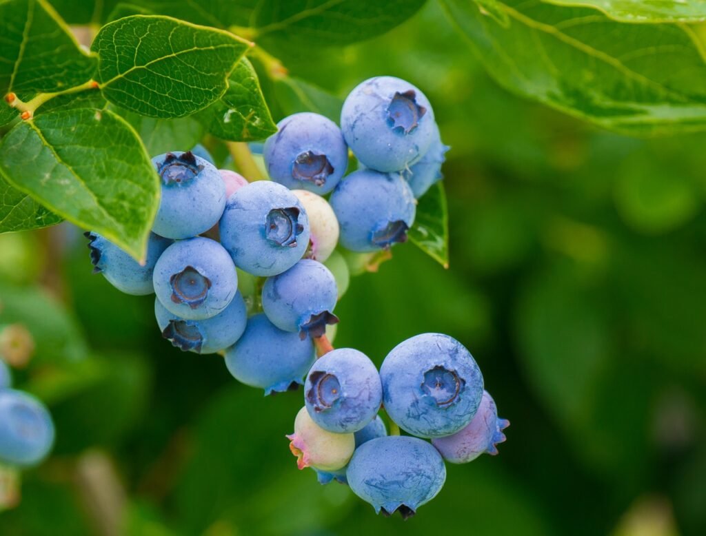 can dogs eat blueberries.jpg